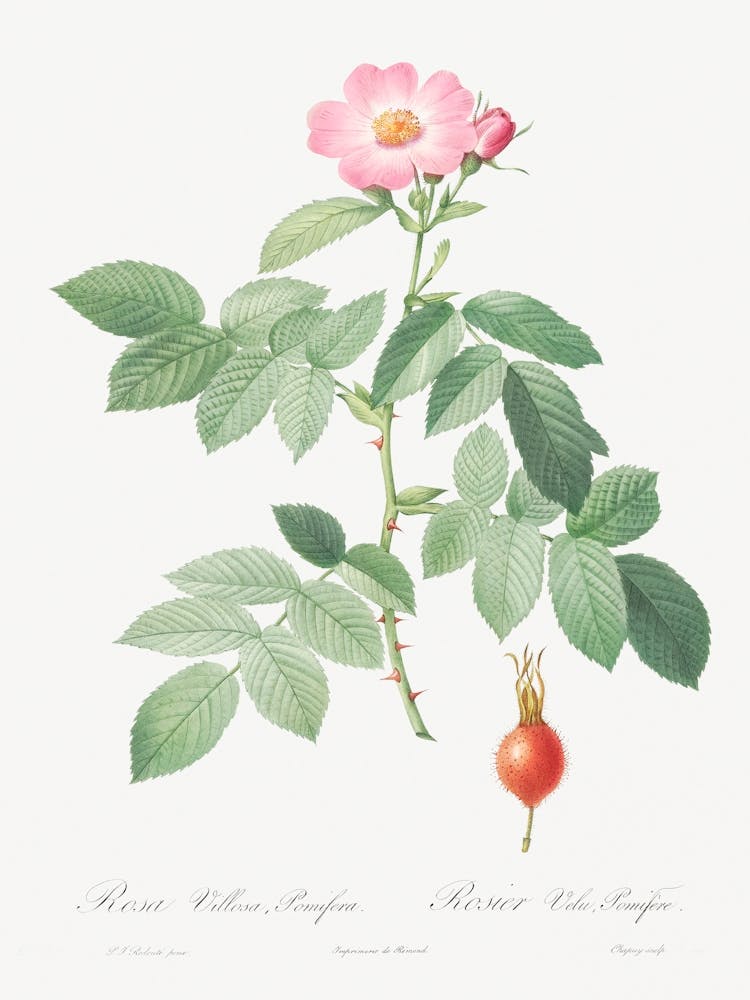 The Apple Rose, Pierre Joseph Redoute 1