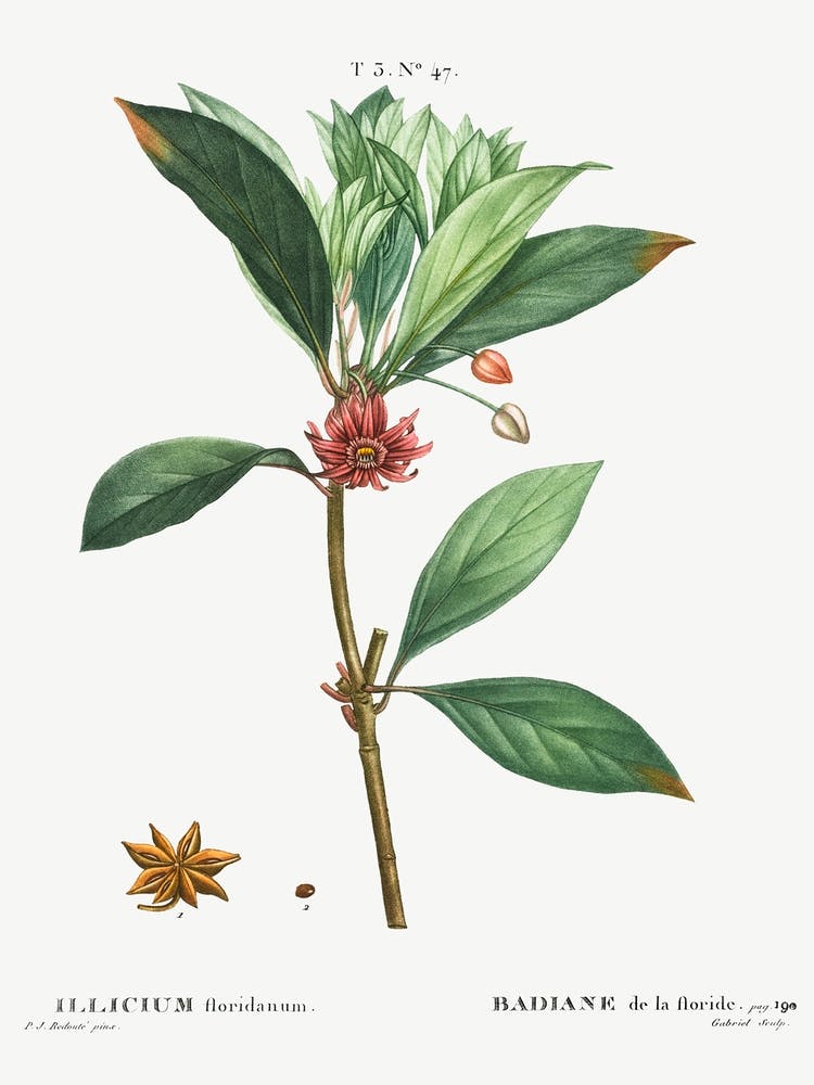 Florida Anise, Pierre Joseph Redoute