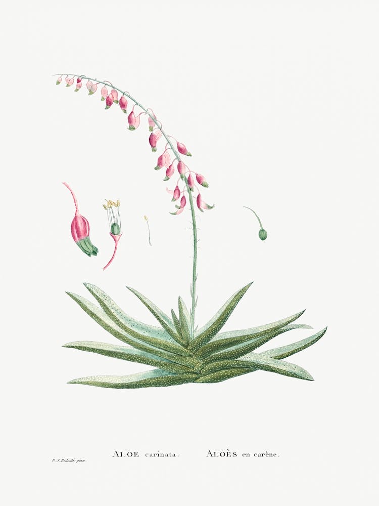 Aloe Carinata, Pierre Joseph Redoute