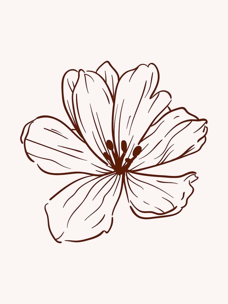 Flower Drawing 1