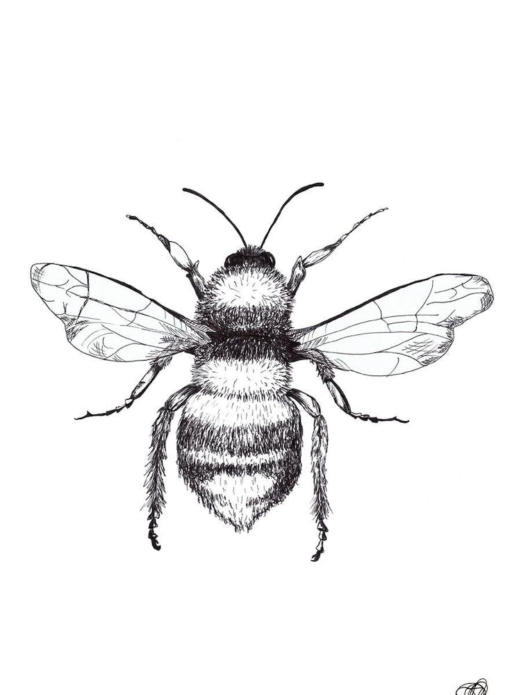 Black and White Honeybee