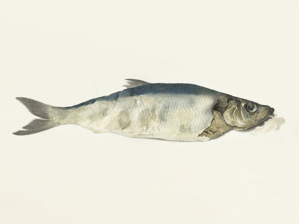 Fish, Partly Perished, Jean Bernard
