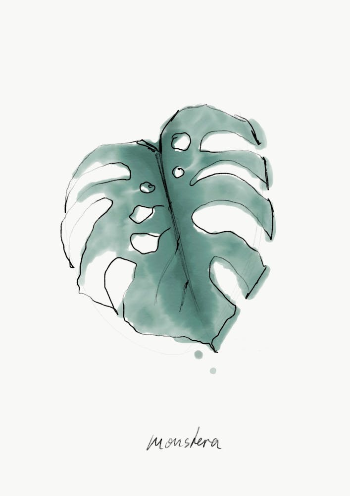 Monstera