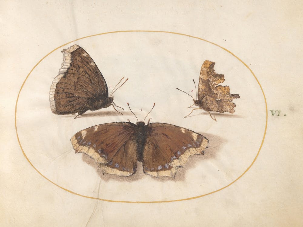 Three Brown Butterflies (c. 1575-1580), Joris Hoefnagel