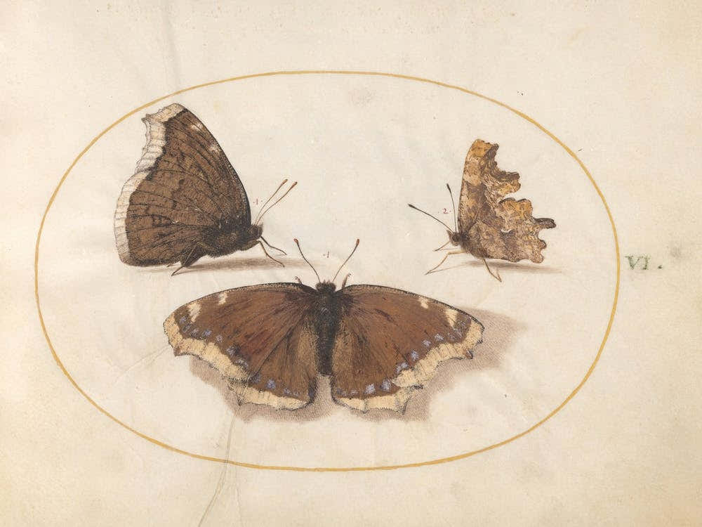 Three Brown Butterflies (c. 1575-1580), Joris Hoefnagel