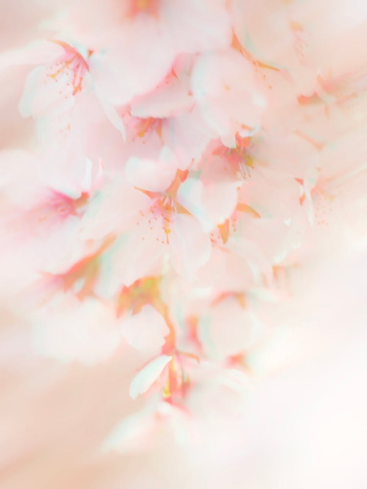 Soft Cherry Blossom Photography
