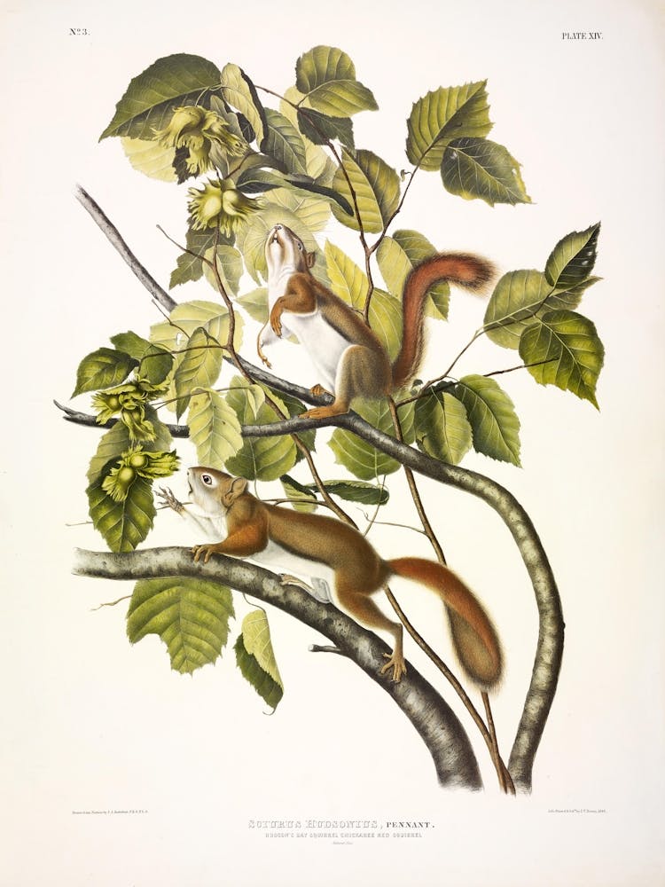 Chickaree Red Squirrel, John James Audubon