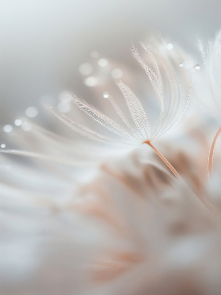 Pastel Nature Macro No 17