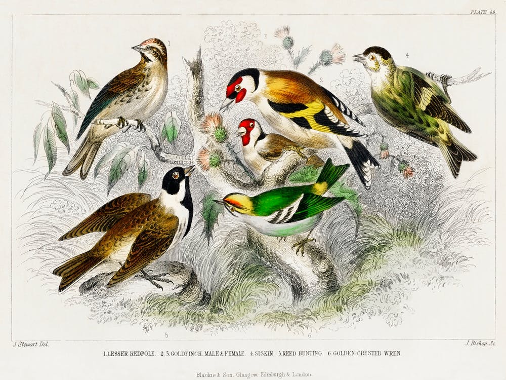 Lesser Redpole, Goldfinch Male & Female, Siskin, Reed Bunting, And Golden Crested Wren, Oliver Goldsmith