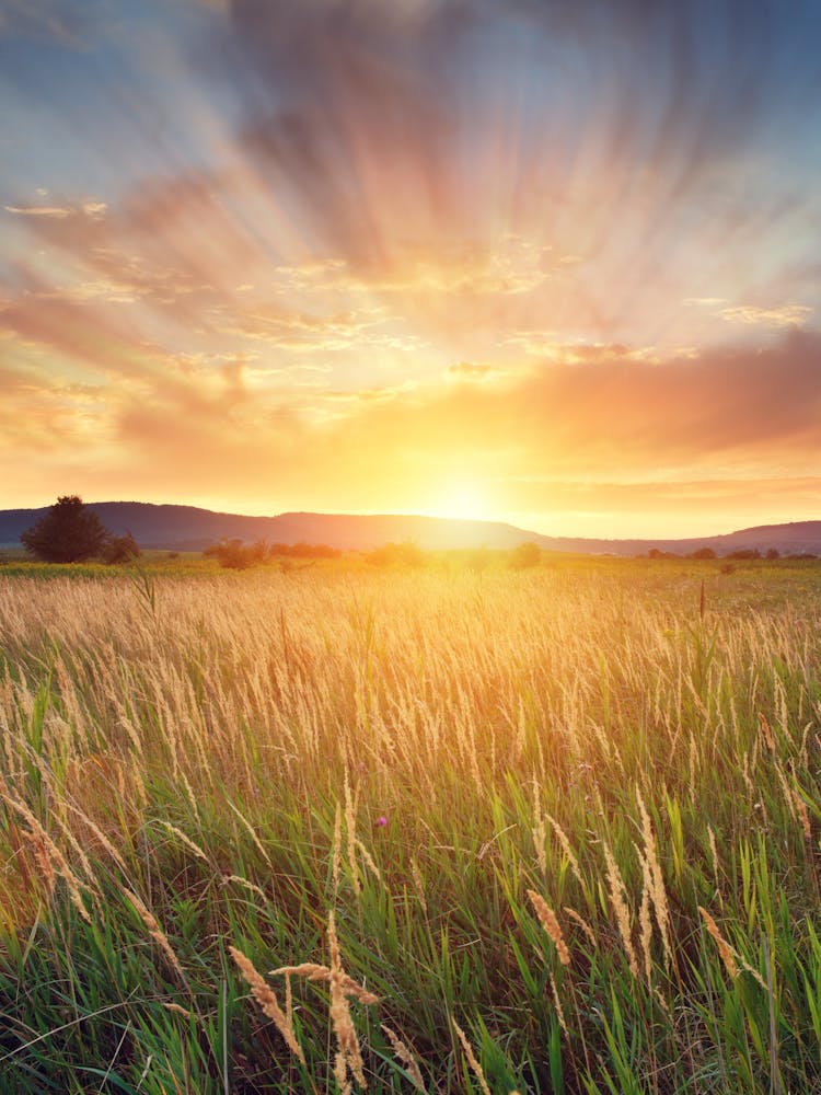 Sunset Over A Field