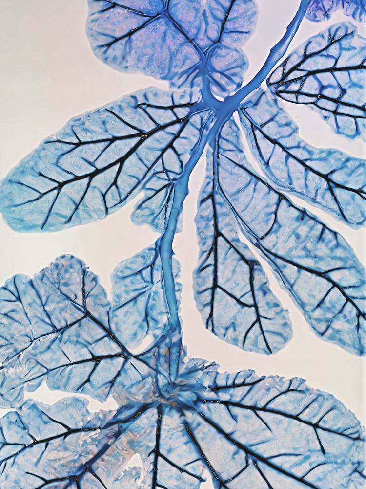 Blue Leaves