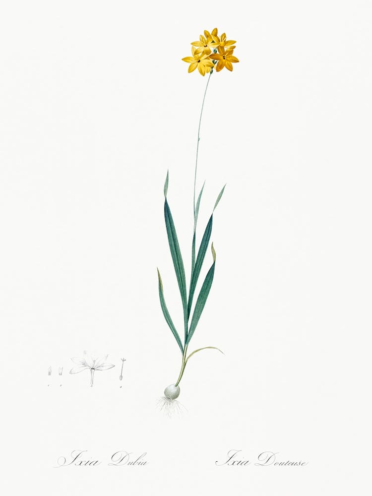 Orange Ixia Illustration From Les Liliacées (1805), Pierre Joseph Redoute