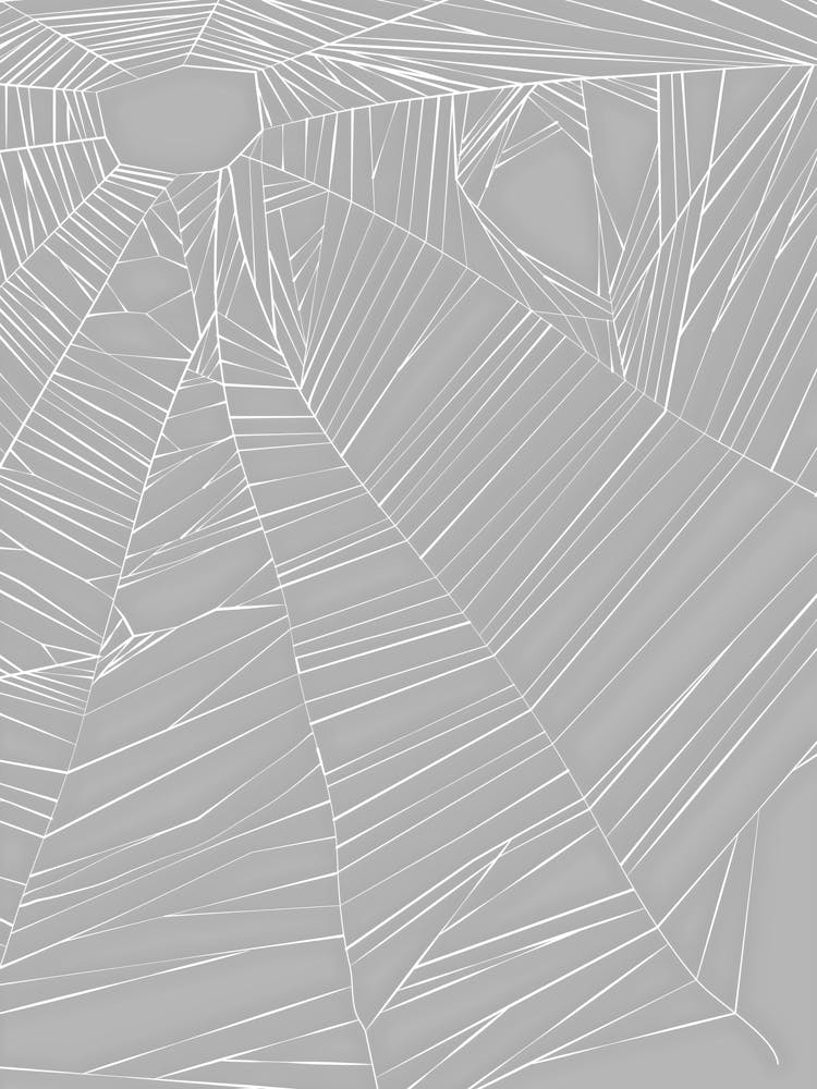 Spider Web 5