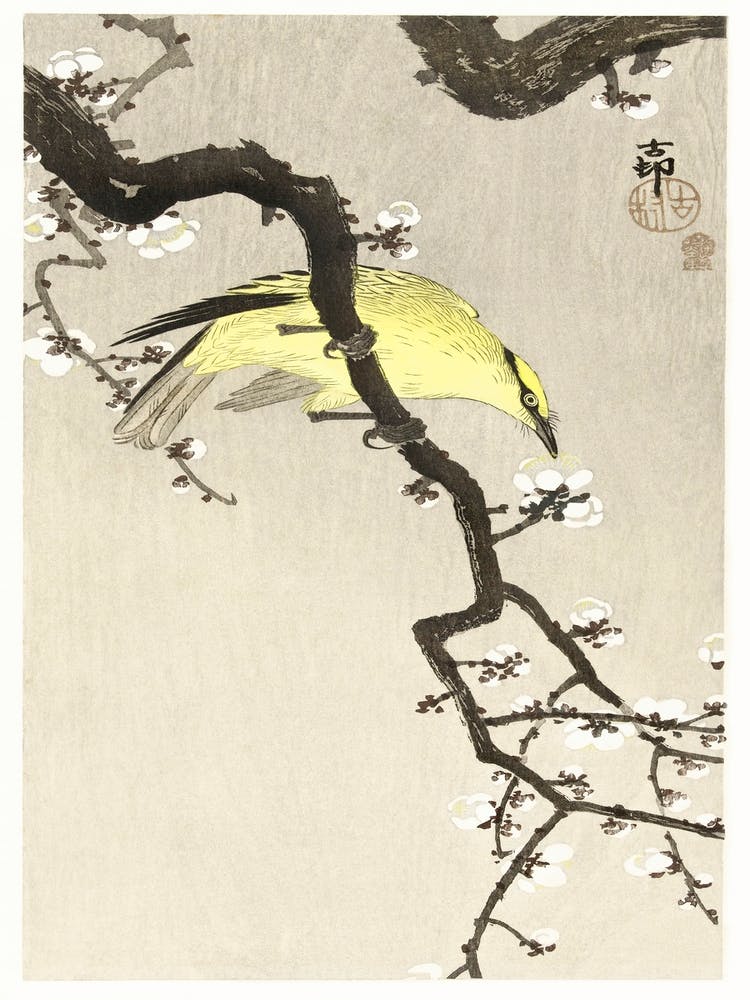 Chinese Oriole On Plum Blossom Branch (1900 1910), Ohara Koson