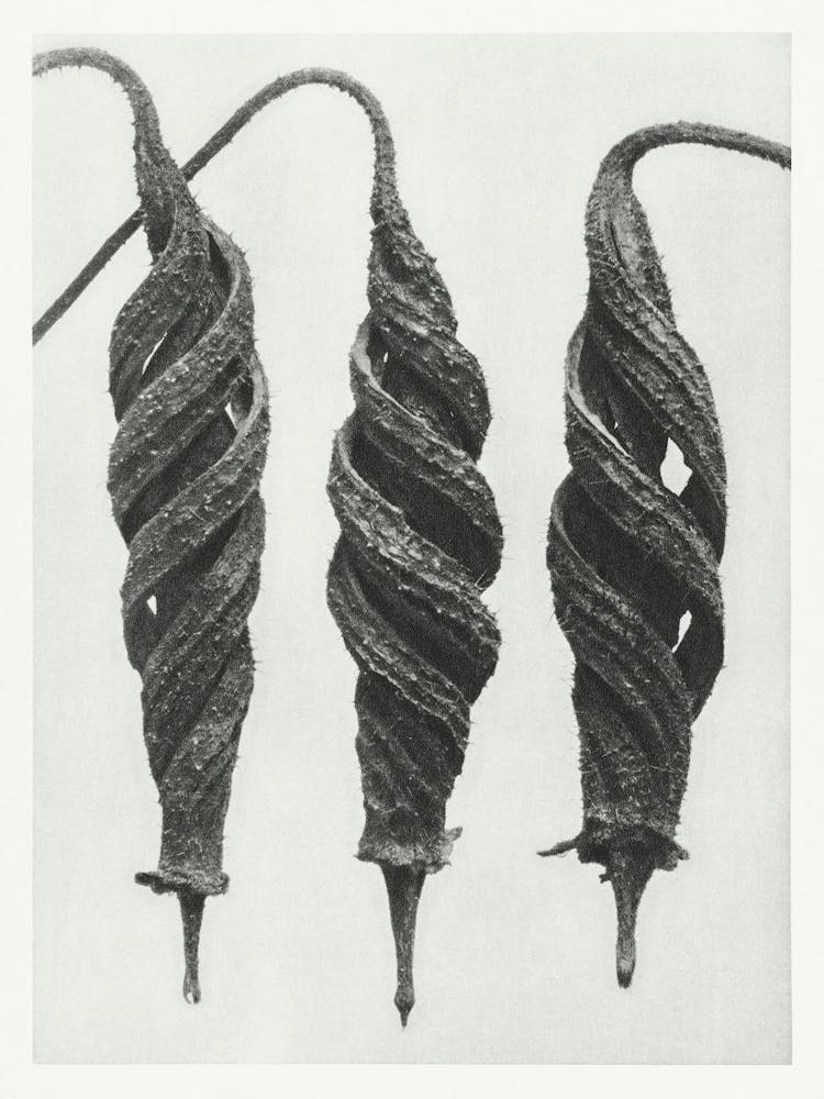 Loasaceae And Chili Nettle (1928), Karl Blossfeldt