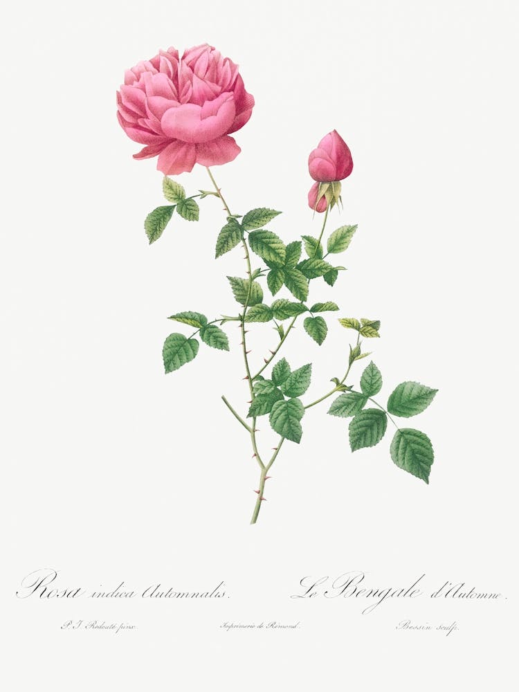 Automnalis From Les Roses (1817–1824), Pierre Joseph Redoute