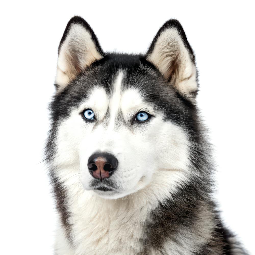 Siberian Husky Dog Portrait