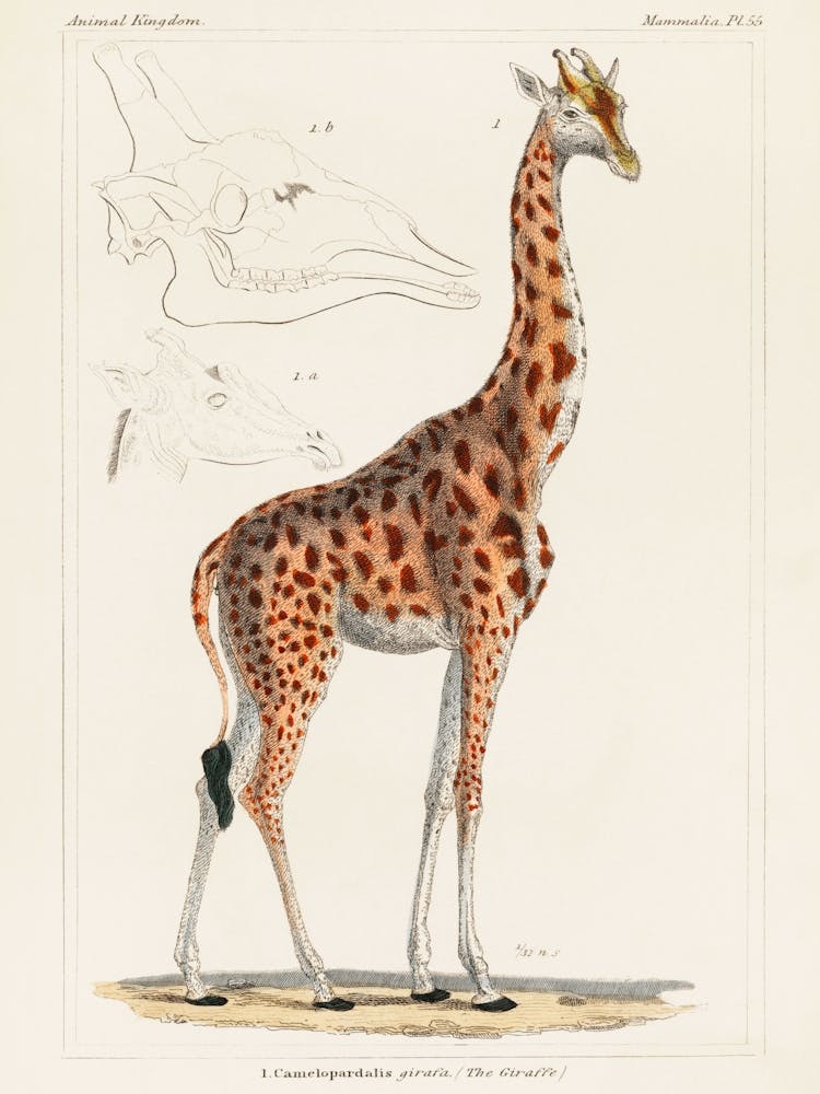 The Giraffe