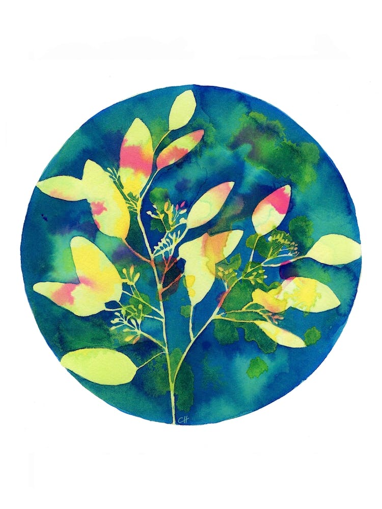 Winter Eucalyptus