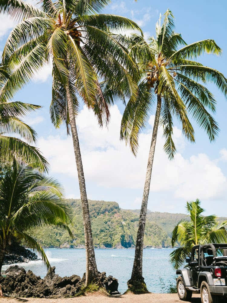 Hawaii Road To Hana Palm