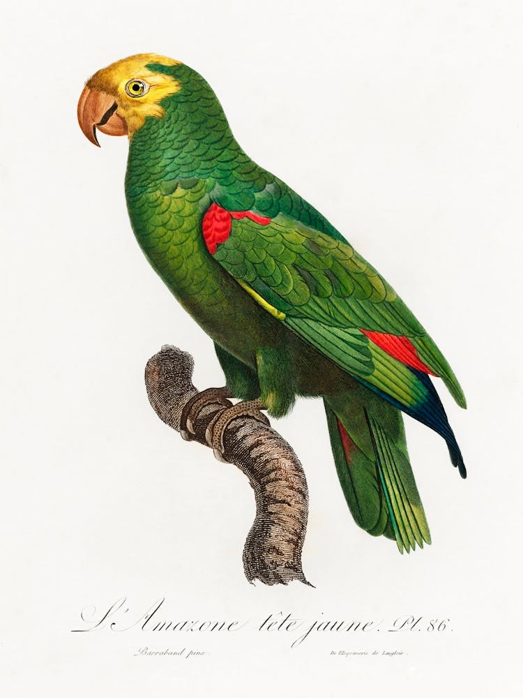 Yellow Crowned Amazon, From Natural History Of Parrots, Francois Levaillant