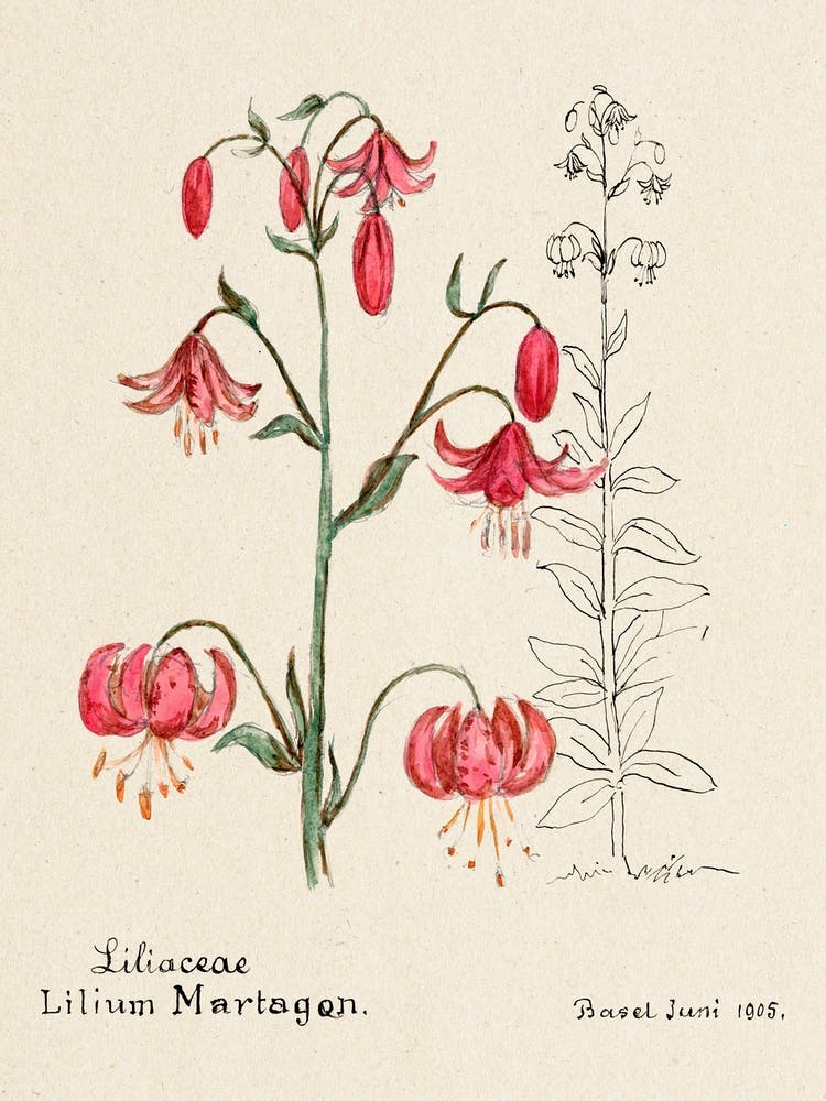 Lily, Familie Der Cacteen