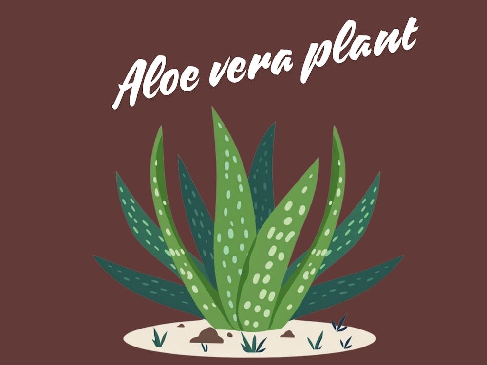 Aloe Vera Plant