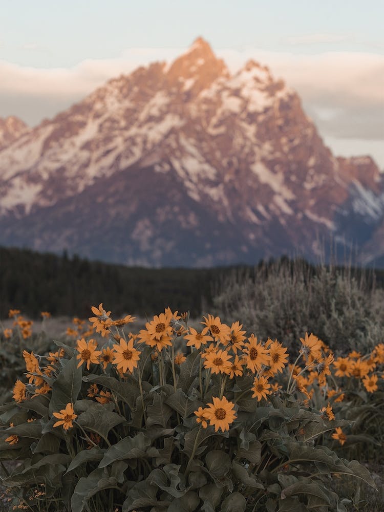 Mountain Wildflowers