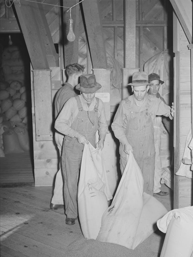 Pouring Uncleaned Seed Into Bin, It Will Then Be Cleaned, Etc, Seed Mill, Ontario, Oregon By Russell Lee
