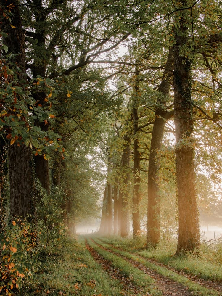 Misty Morning Walking Path