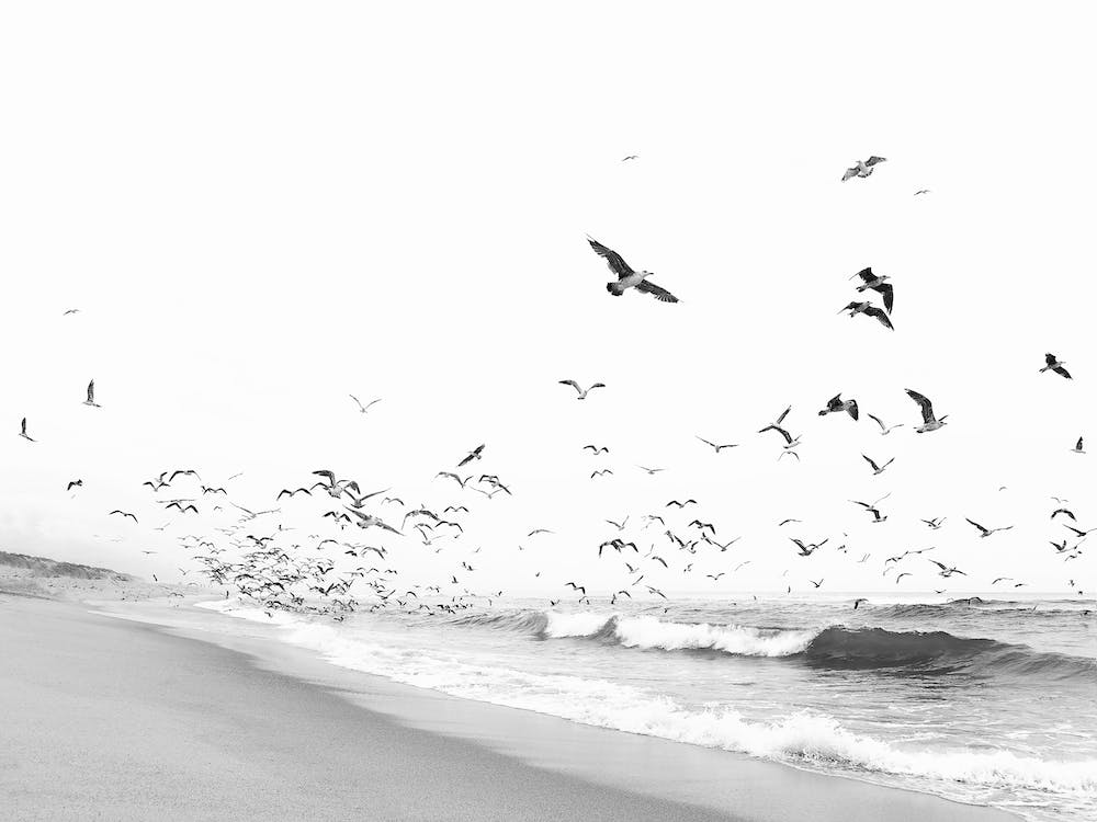 Seascape And Birds 1