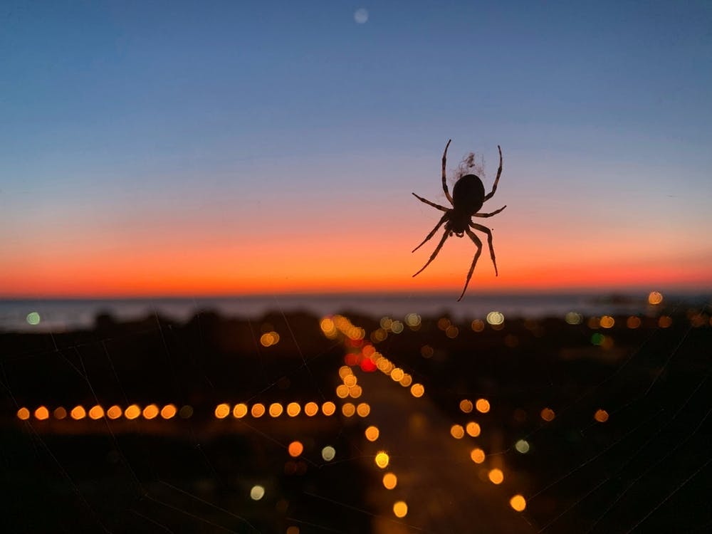Spider At Dusk In Chicago 1