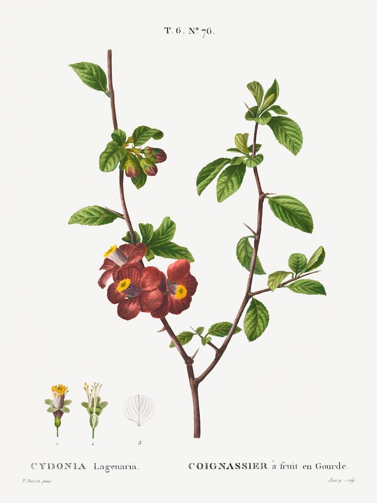 Flowering Quince, Pierre Joseph Redoute