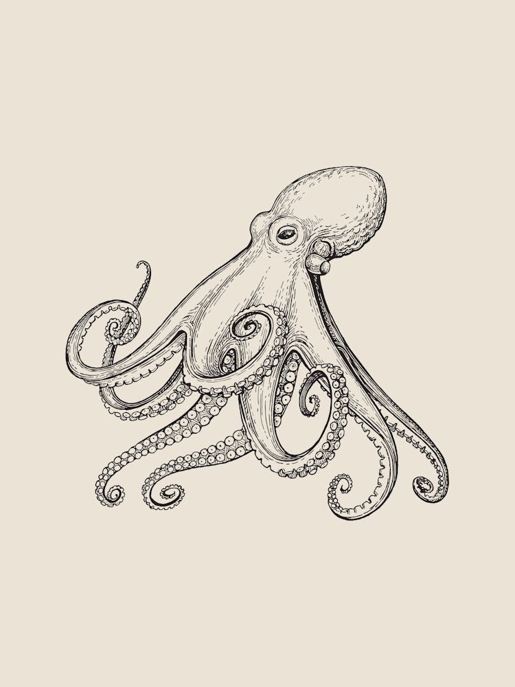 Octopus 2