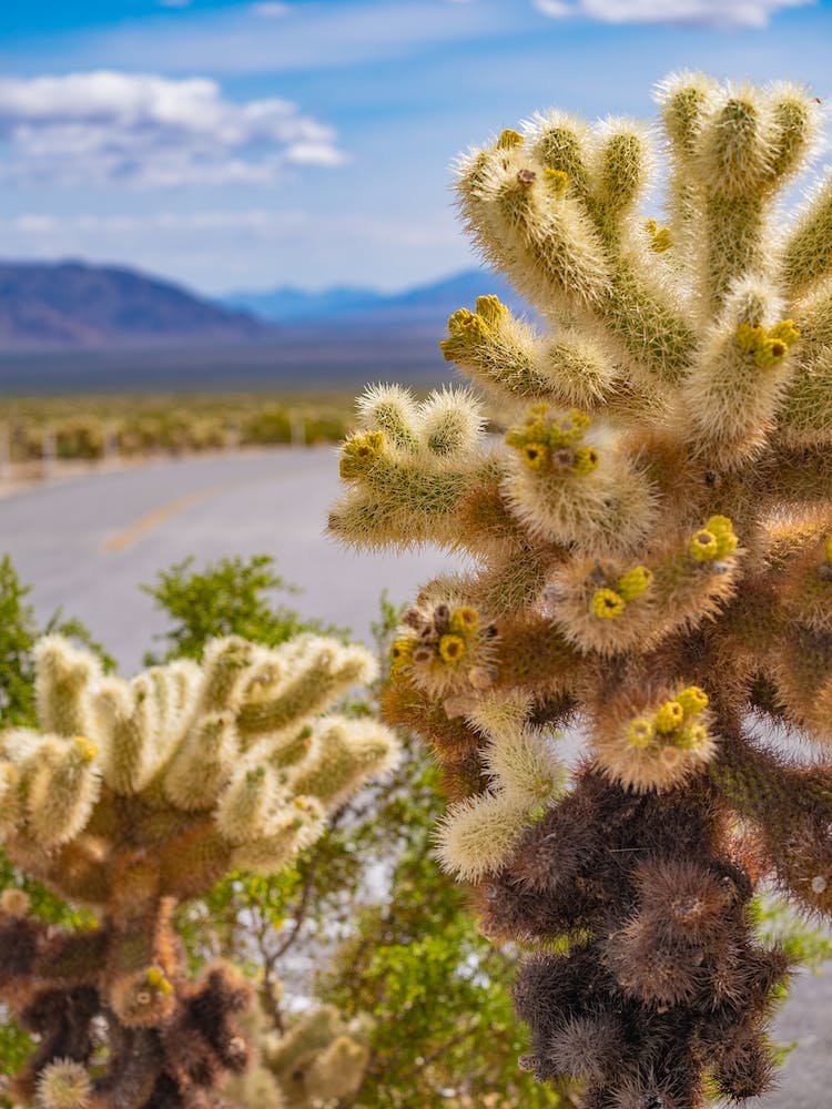 Cacti Bloom