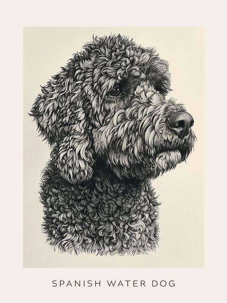 Spanish Water Dog Line Sketch 3 Poster