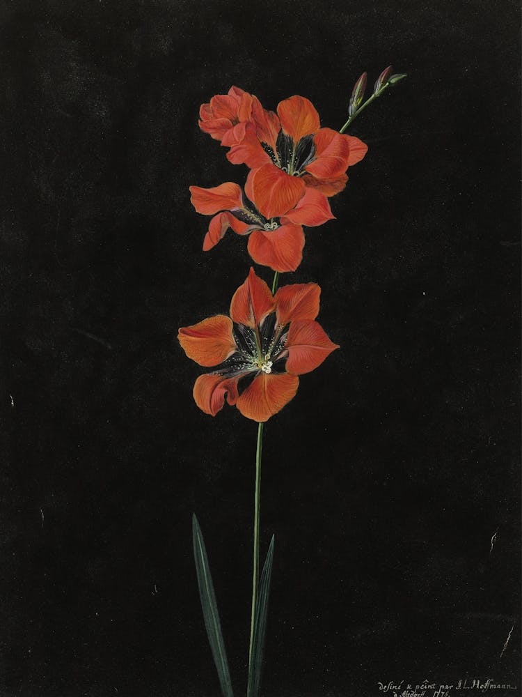 Vintage Red Botanical