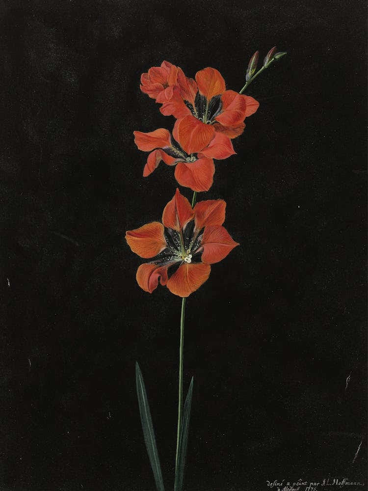 Vintage Red Botanical