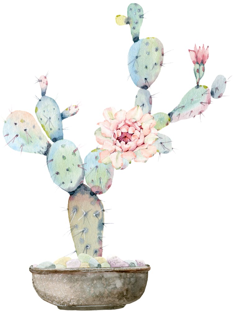 Cactus Flower