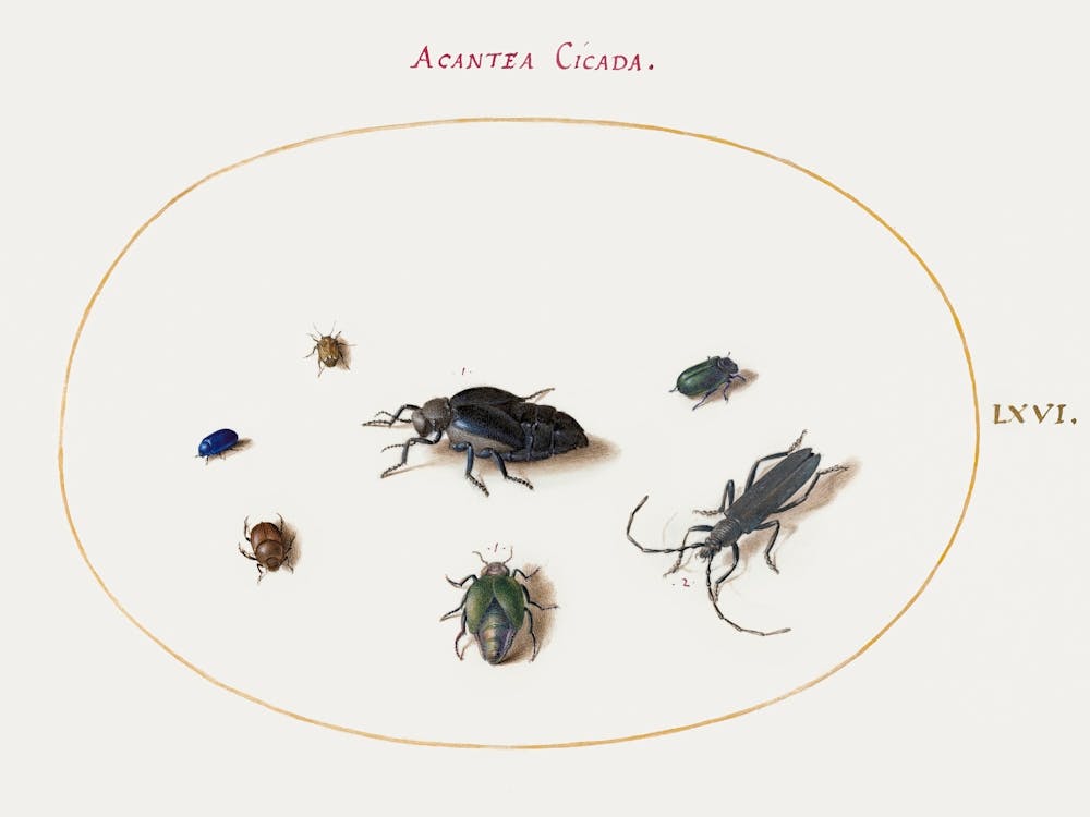 Two Oil Beetles, A Longhorn Beetle, And Four Other Insects, Joris Hoefnagel
