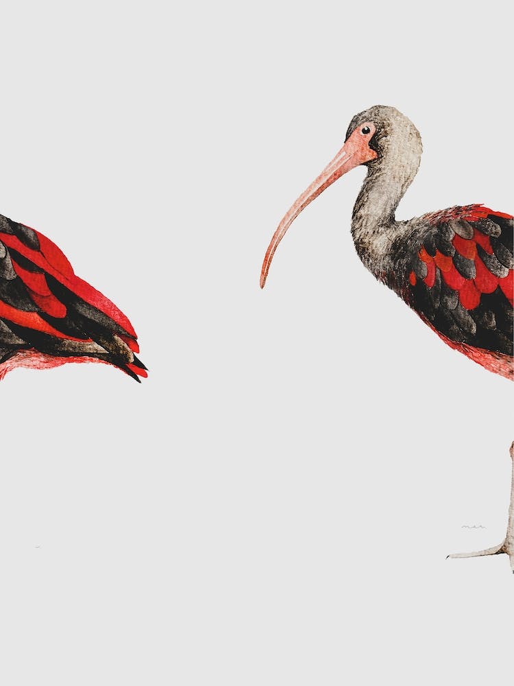 Scarlet Ibis