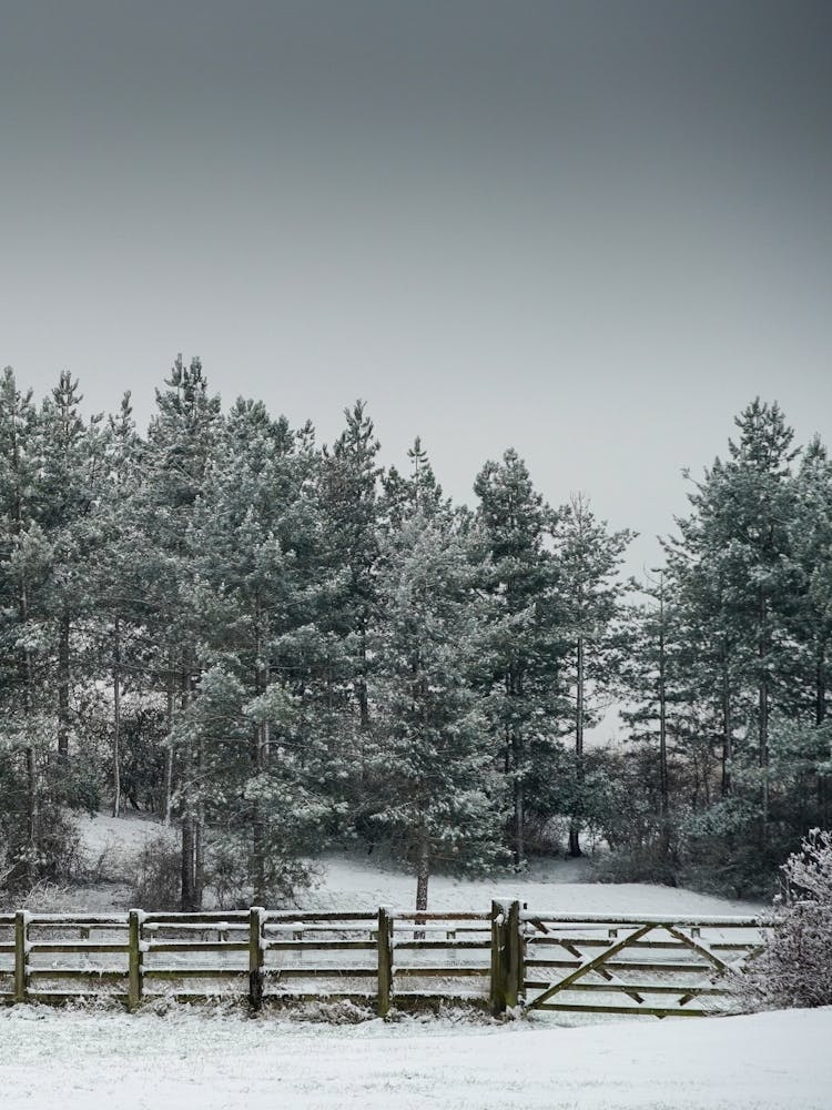 Winter Landscape
