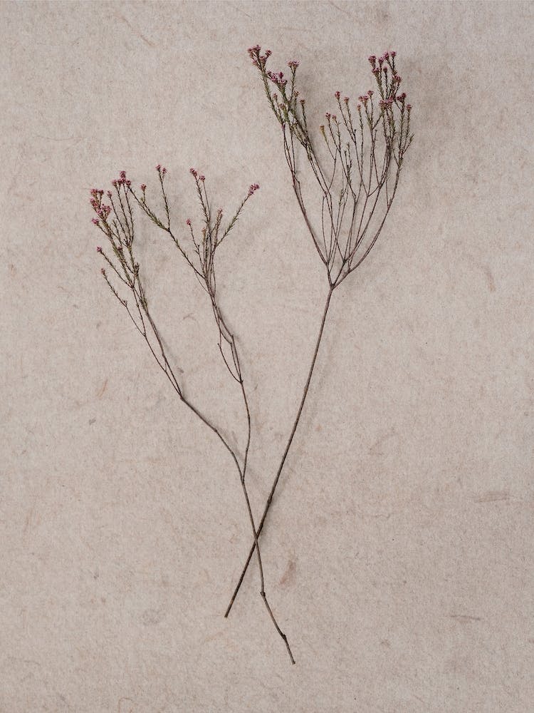 Delicate Fynbos