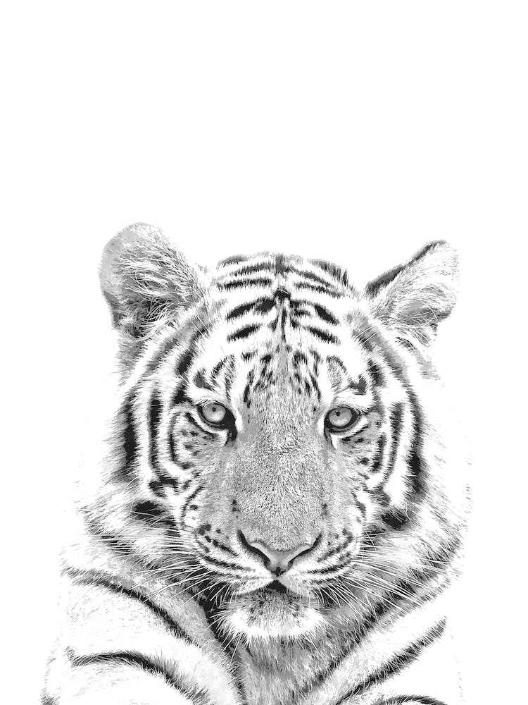 Black and White Tiger