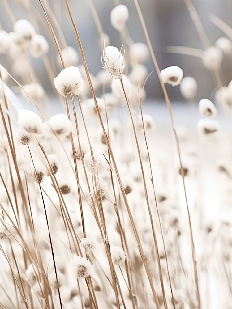 White Flowers Photography 5