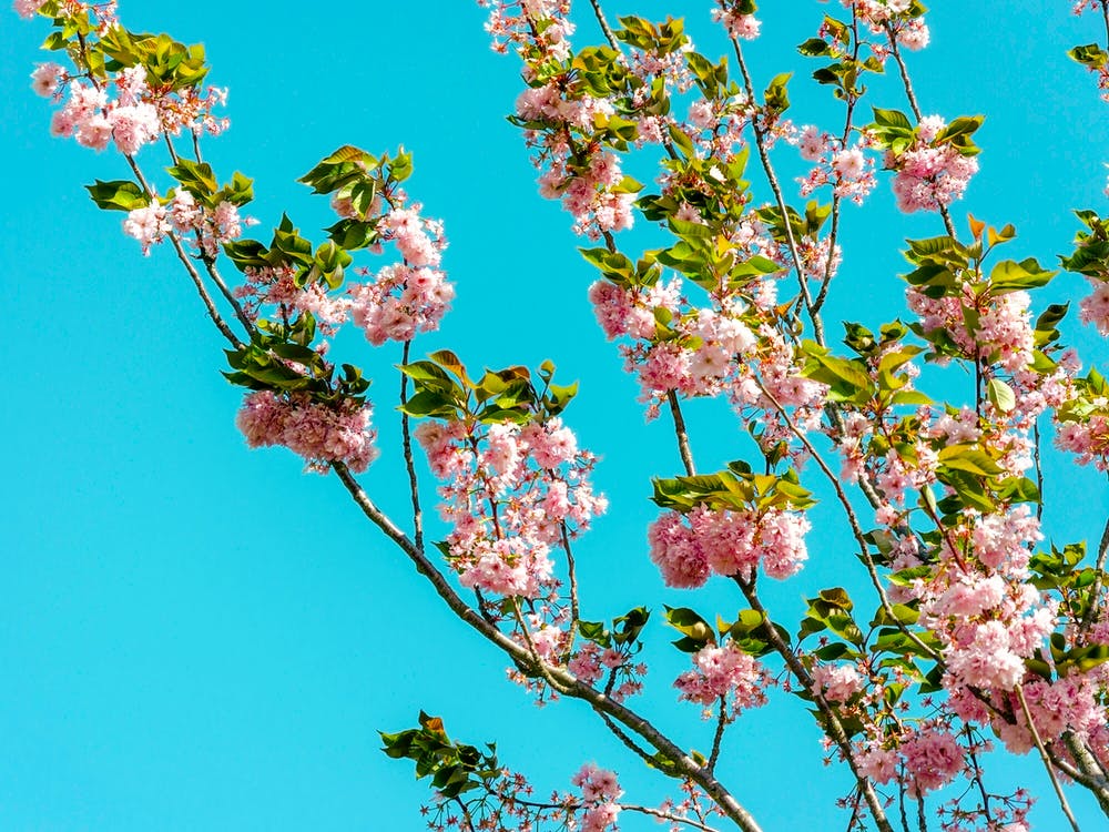 Cherry Trees In Bloom 02