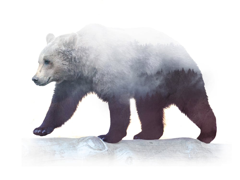 Bear On Wild