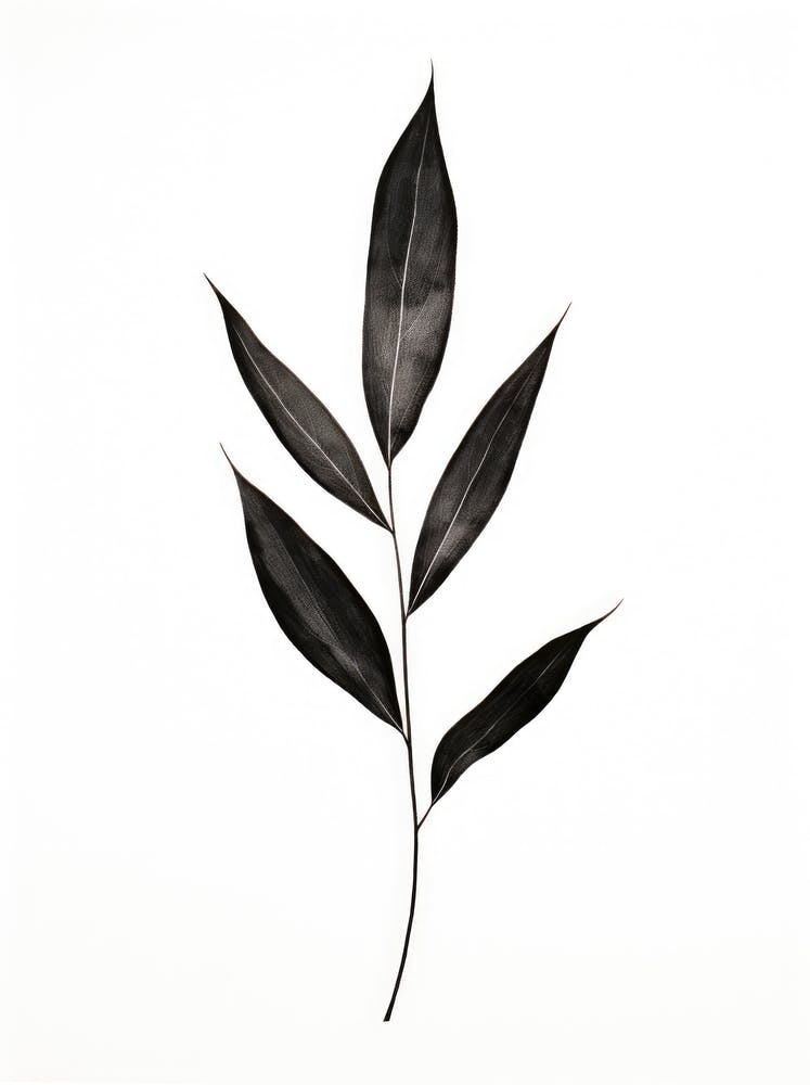 Feuille Noire