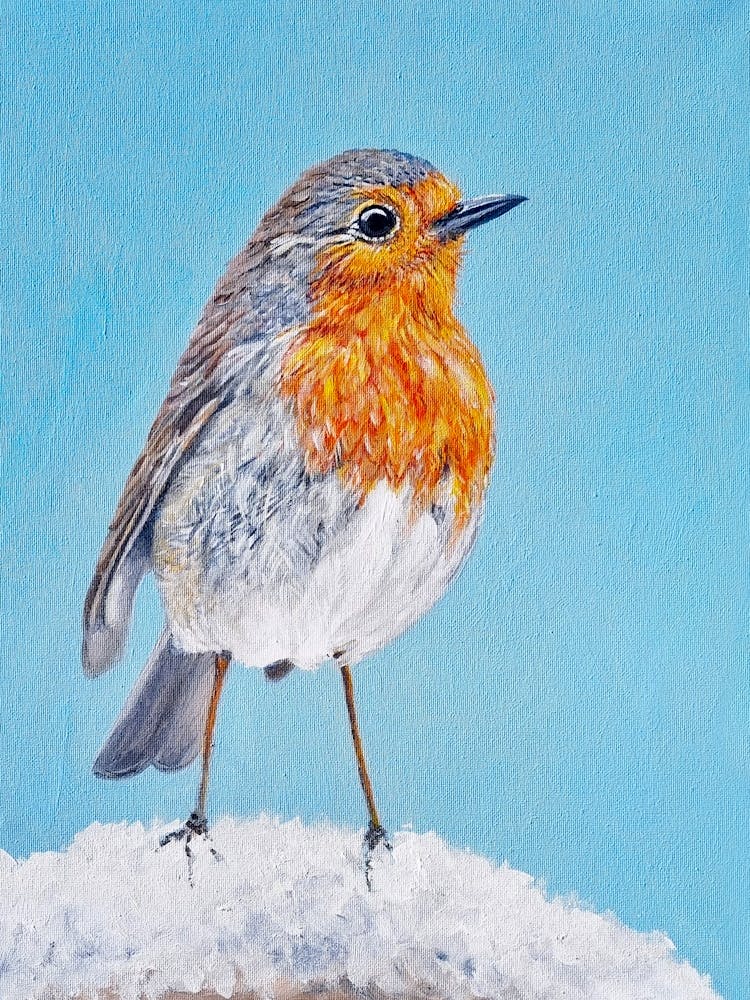 Winter Robin SB
