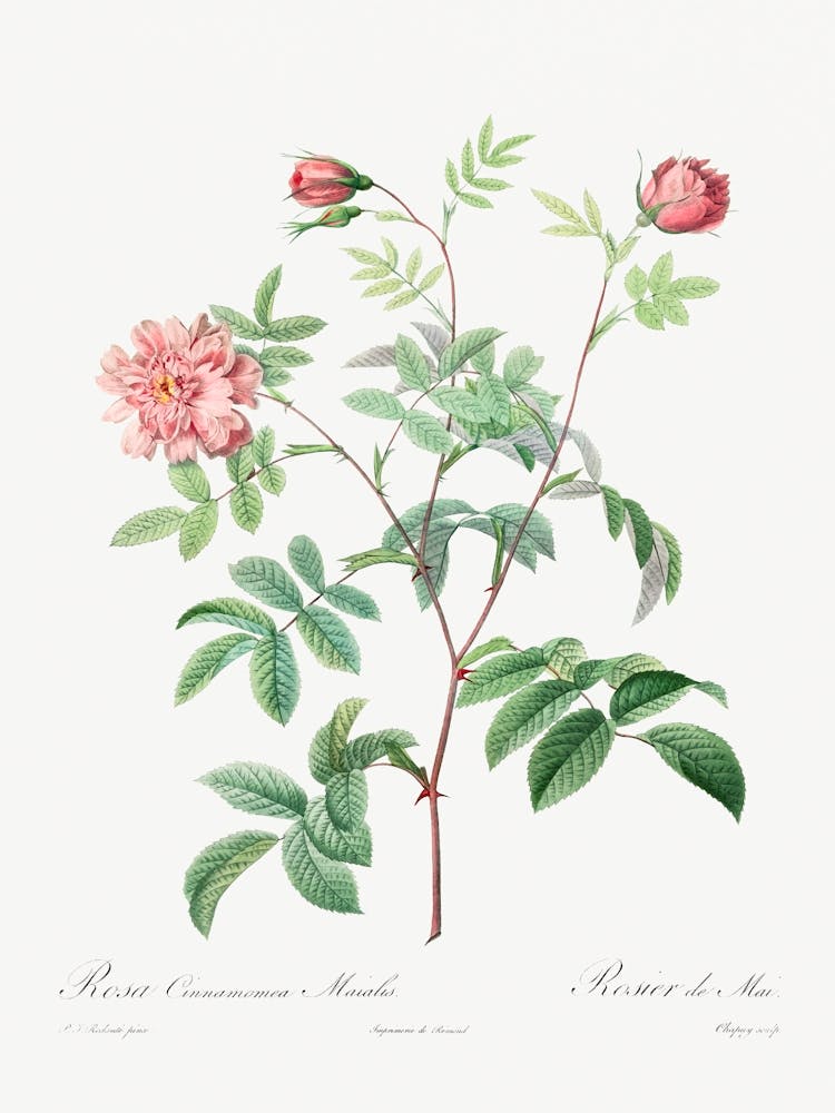 Rosa Cinnamomea (1817–1824), Pierre Joseph Redoute
